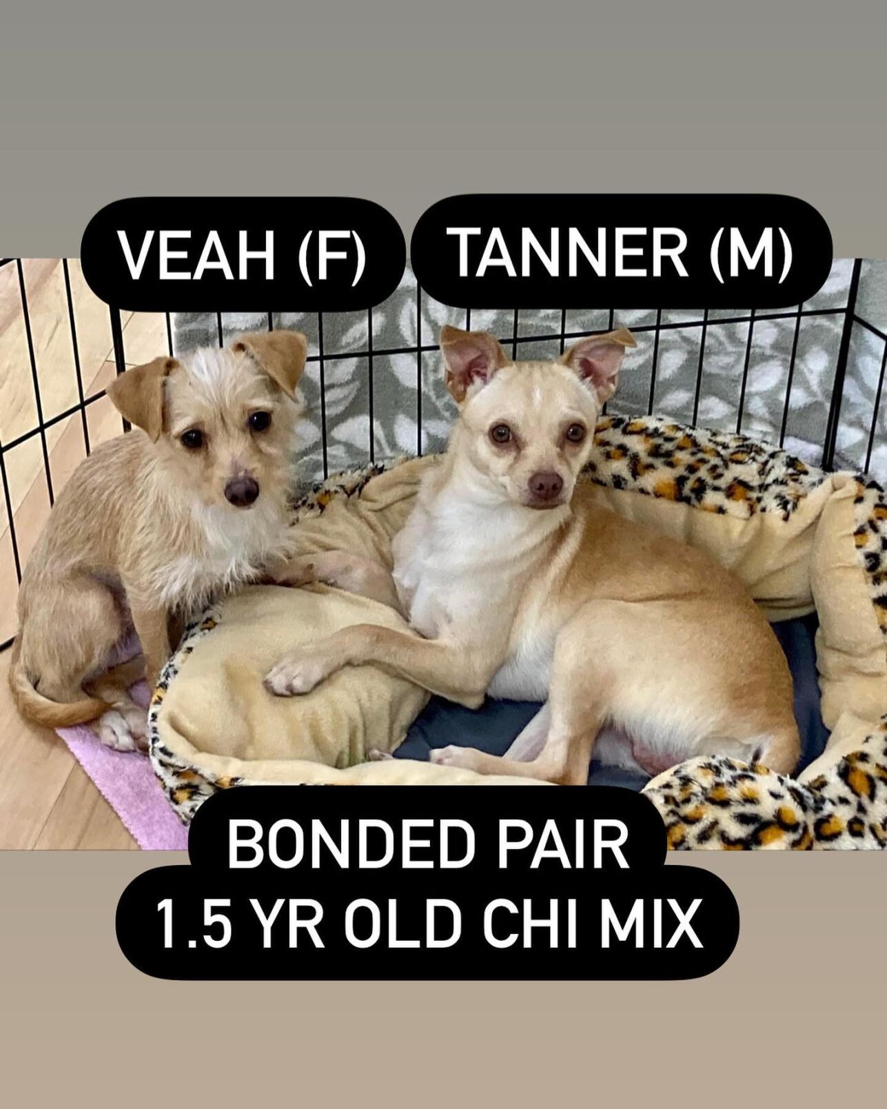 Veah and Tanner